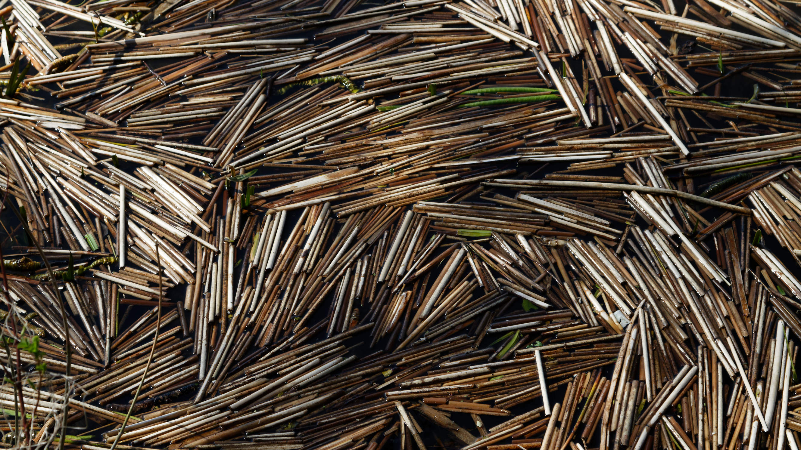 20210420 Lyngby Sø 21